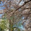 満開の桜に囲まれる「せりがや会館」（当会本拠地）