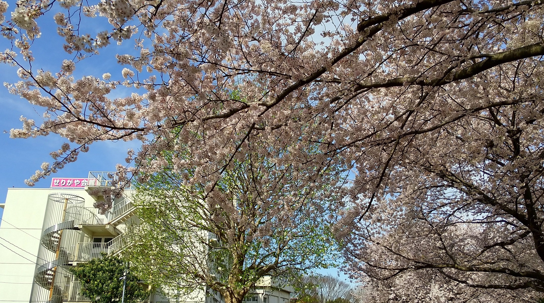 満開の桜に囲まれる「せりがや会館」