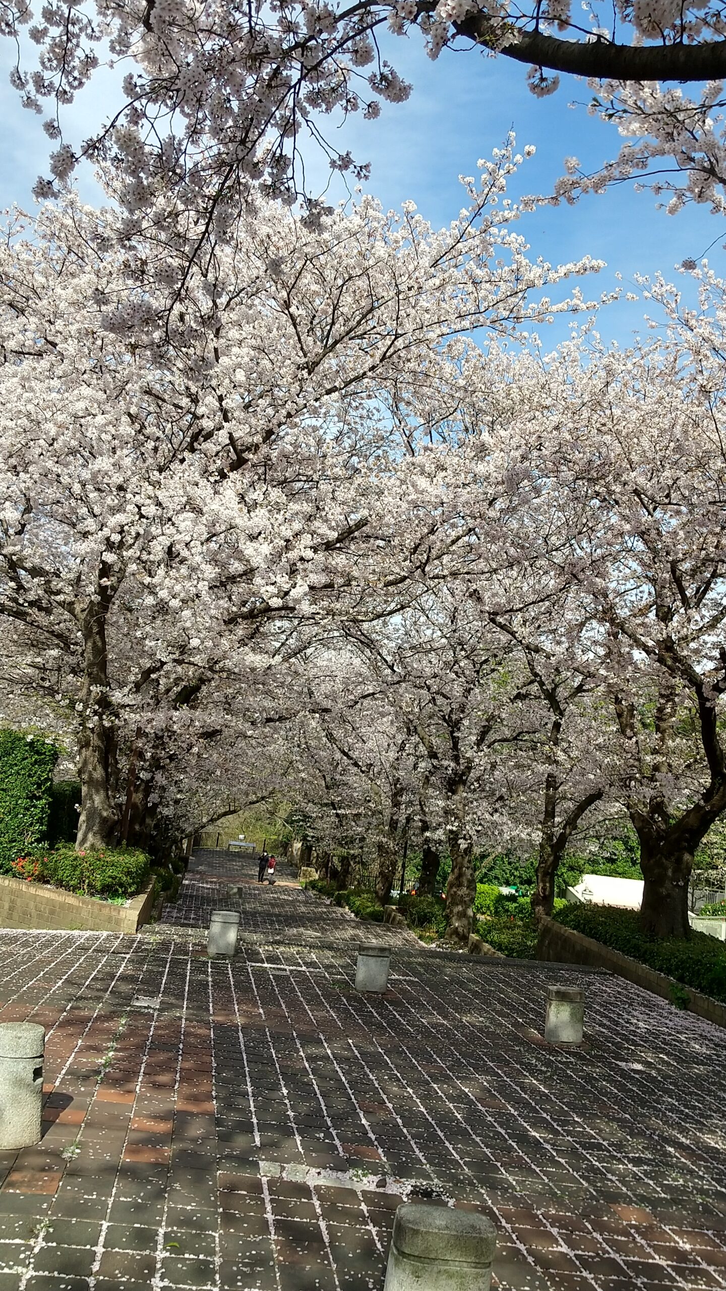 版画美術館ゲート近くの桜並木