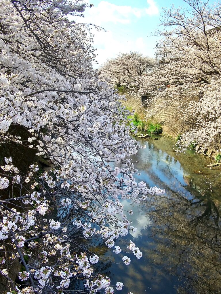 恩田川沿いの桜並木