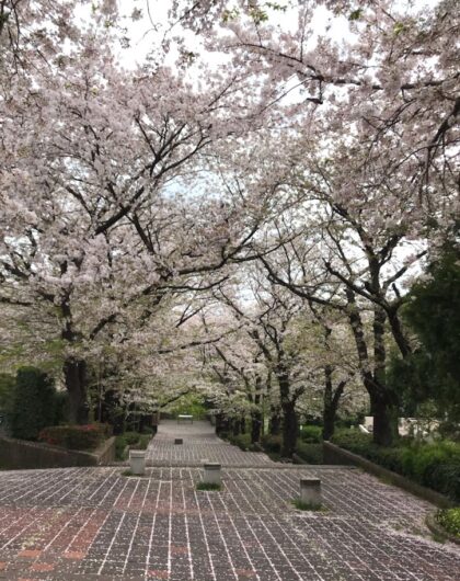 芹が谷公園、版画美術館入口ゲート入った直ぐの桜並木